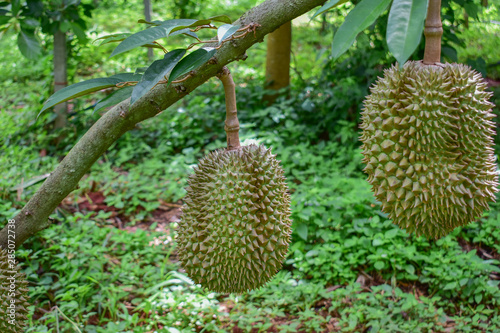 Durian from Thailand, Durian it Big © Somchai