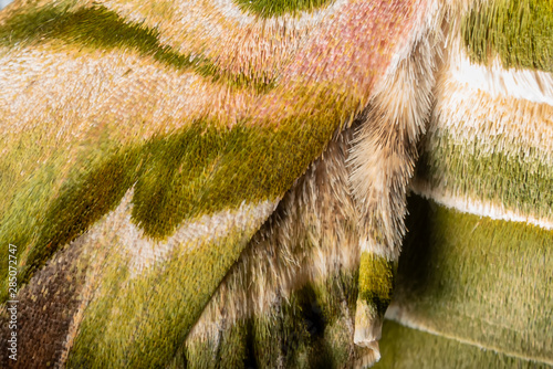 Closeup The Oleander Hawk Moth(Daphnis Nerii Moth)wing, butterfly wing detail of green texture background,nature green