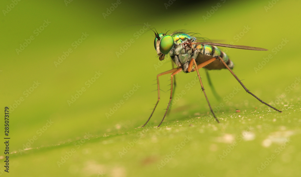 Naklejka premium long-legged flies on green leaf 