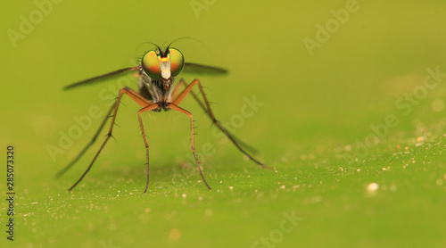 long-legged flies on green leaf	