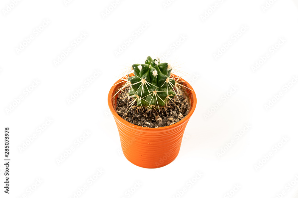 Cacto Cacto