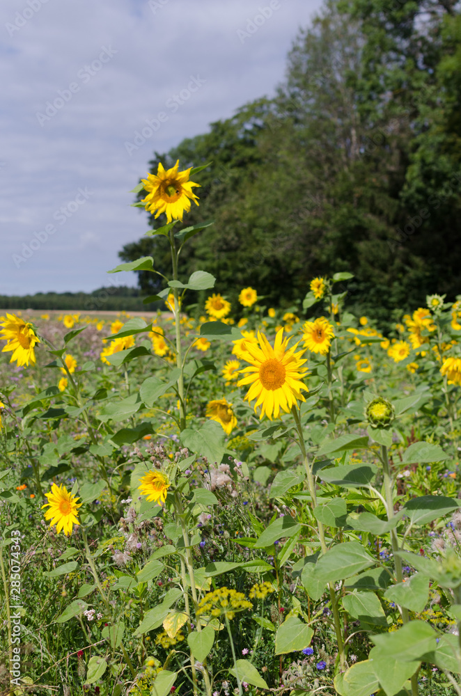Fototapeta premium Sonnenblumen auf der schwäbischen Alb bei Salmendingen im Mittagslicht