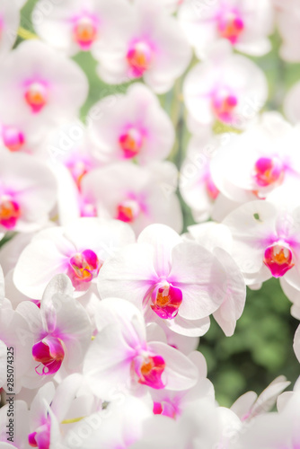 White with purple in the middle Vanda orchid flowers blooming with blur background photo