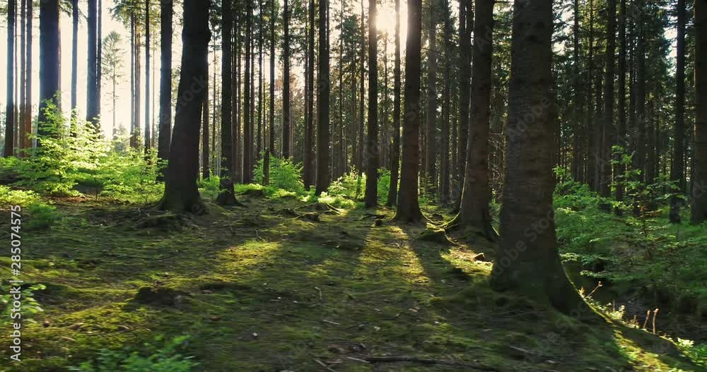 Silent Forest in spring with beautiful bright sun rays