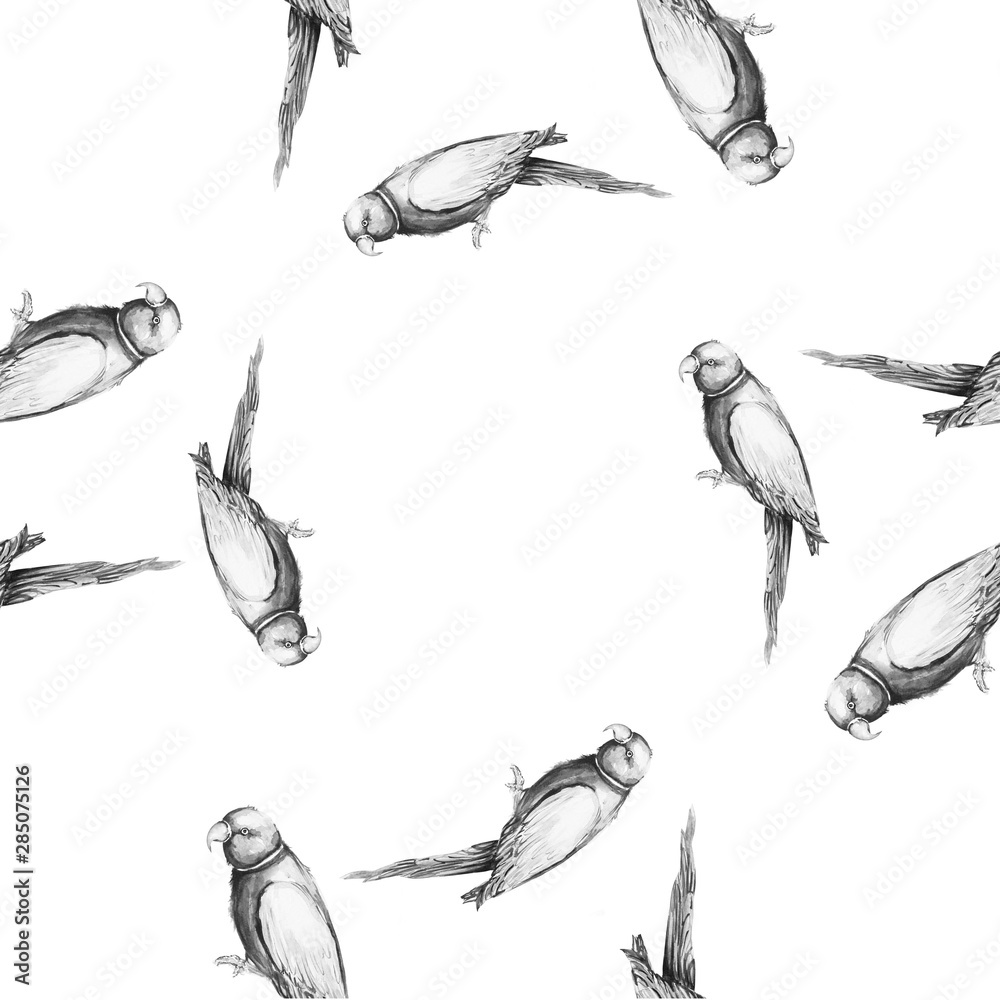 Parrot bird water color art illustration Parrot bird water color art illustration