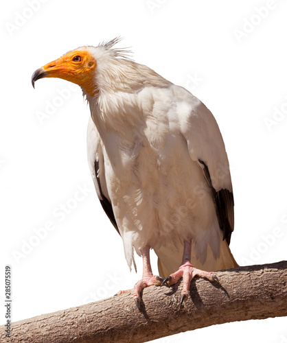 Egyptian vulture (Neophron percnopterus) portrait. Isolated on white Background photo
