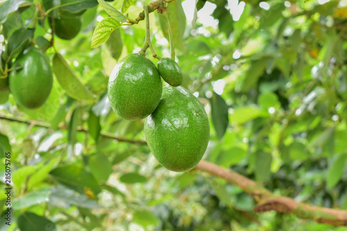 Wallpaper Mural avocado tree, avocado from Thailand country Torontodigital.ca