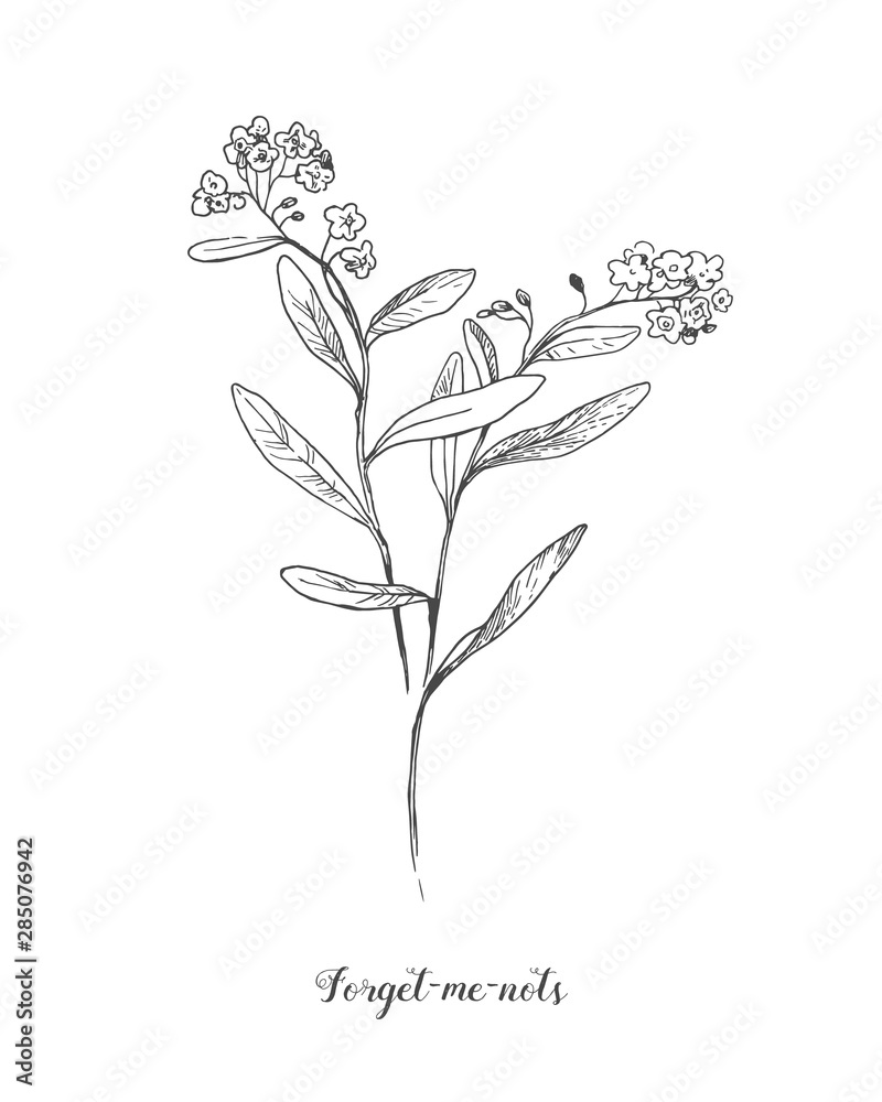 16 Tattoo Ideas | alyssum flowers, alyssum, pheonix tattoo