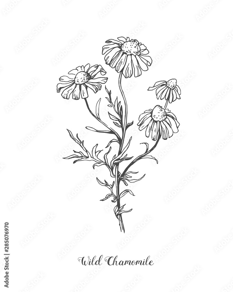 Daisy flower line art drawing. Vector hand drawn engraved illustration ...