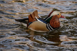A colorful mandarin duck swimming in a pond