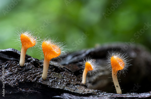 Macro of Orange mushroom fungi cup on decay wood in rain forest, Tiny orange Cookeina mushroom, Champagne mushroom. photo