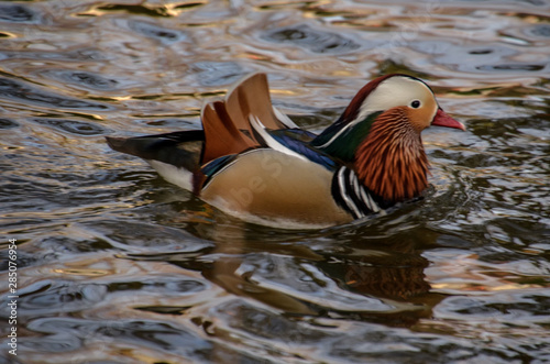 A colorful mandarin duck swimming in a pond