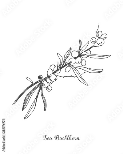 Sea buckthorn branch vector drawing. Isolated berry branch sketch on white background. Summer fruit engraved style illustration. Detailed hand drawn vegetarian food. Great for label, poster, print