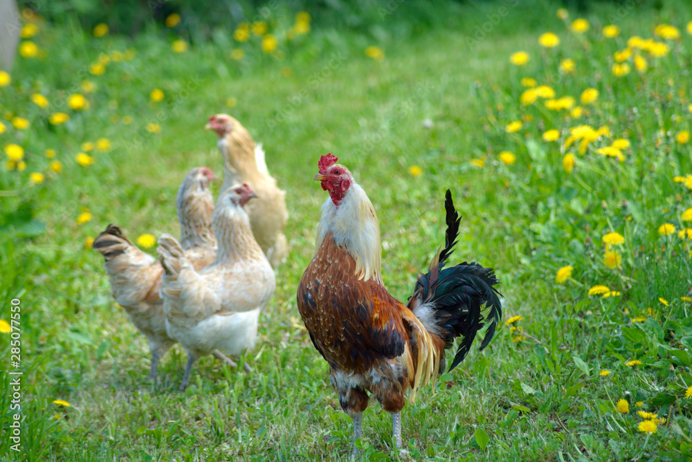 Fototapeta premium ニワトリ