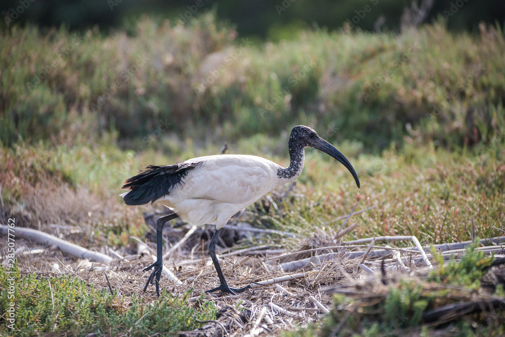 Fototapeta premium Close up image of a sacred ibis feeding in an estuary in south africa