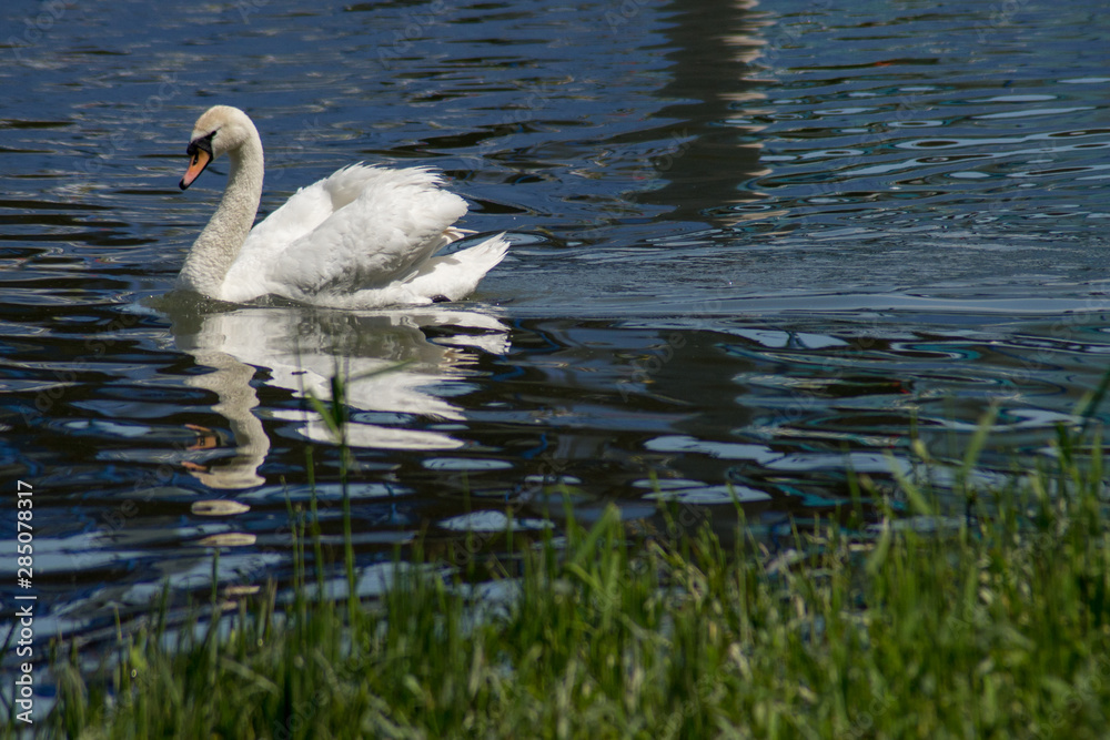 Obraz premium Swan swimming