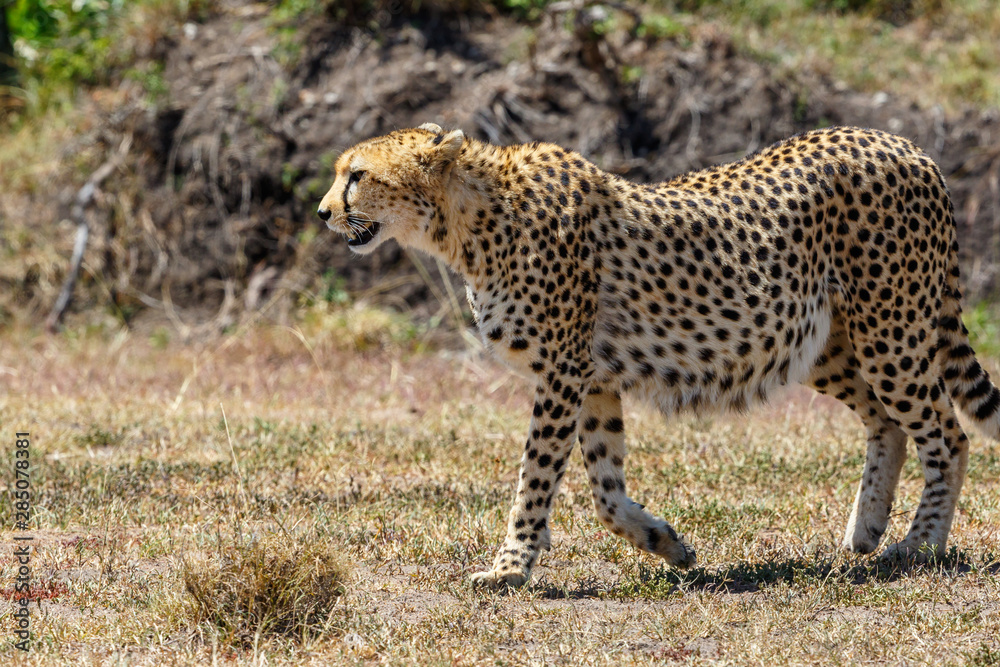 Close up of a Cheetah walking in the grass Close up of a Cheetah walking in the grass