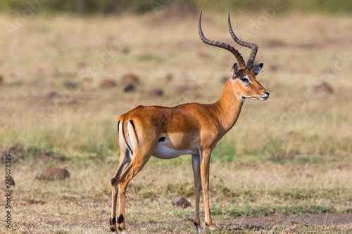 Beautiful Impala with big horns on the savannah
