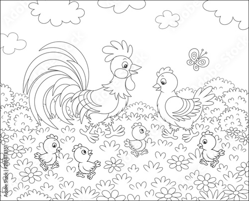 Family of a rooster, a cute hen and little chicks walking among flowers on grass of a summer field, black and white vector illustration in a cartoon style for a coloring book