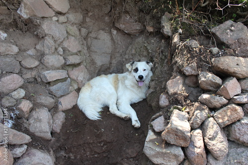 Our faithful companion to Mictlan will never leave us