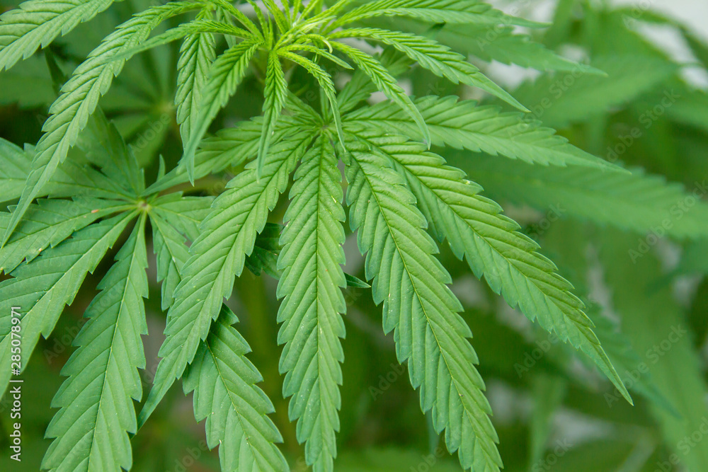 Detail of cannabis sativa plant leaf Detail of cannabis sativa plant leaf