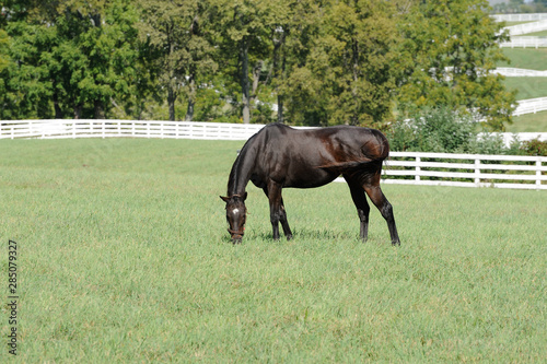 Thoroughbred horse