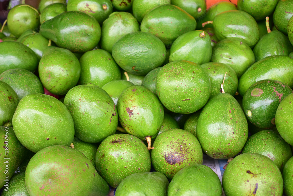 avocado tree, avocado from Thailand country avocado tree, avocado from Thailand country