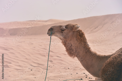 Middle eastern camel in a desert. Africa, Sahara Desert with camels.