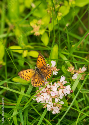 butterfly on a flower © Ingemar