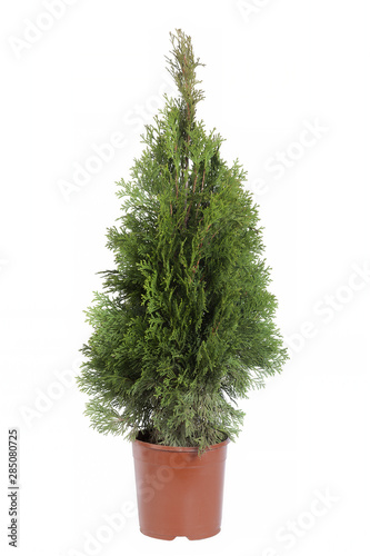 Cypress In Plastic Pot Isolated On A White Background