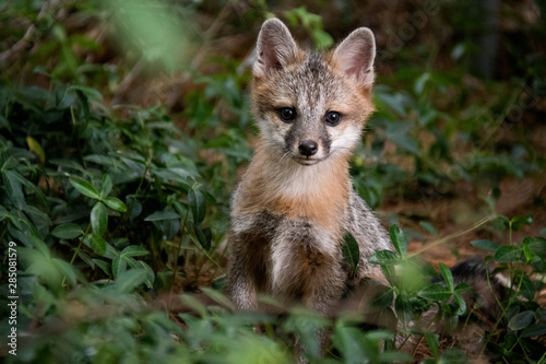 Wild Baby Gray Fox Sitting on Ground Looking at Camera