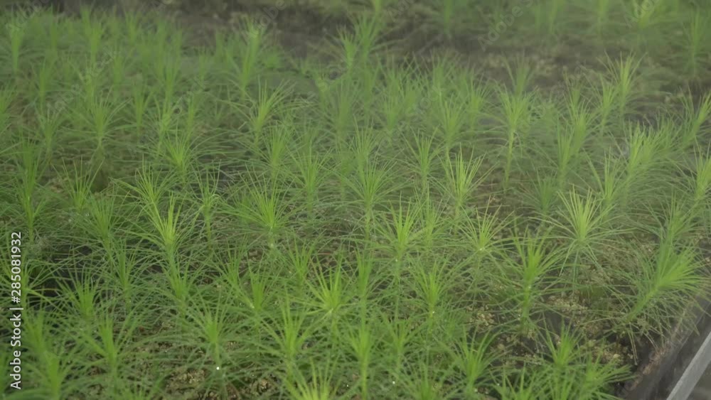 biology, science, seedlings of new plants, tree growing, genetics