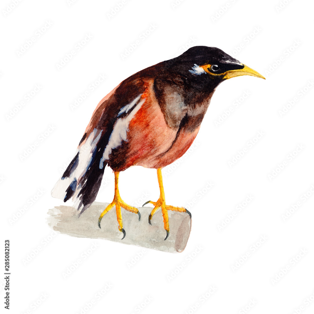 Fototapeta premium Bird watercolor isolated .Bird on white background. Watercolor hand painted illustration of Flying Bird .