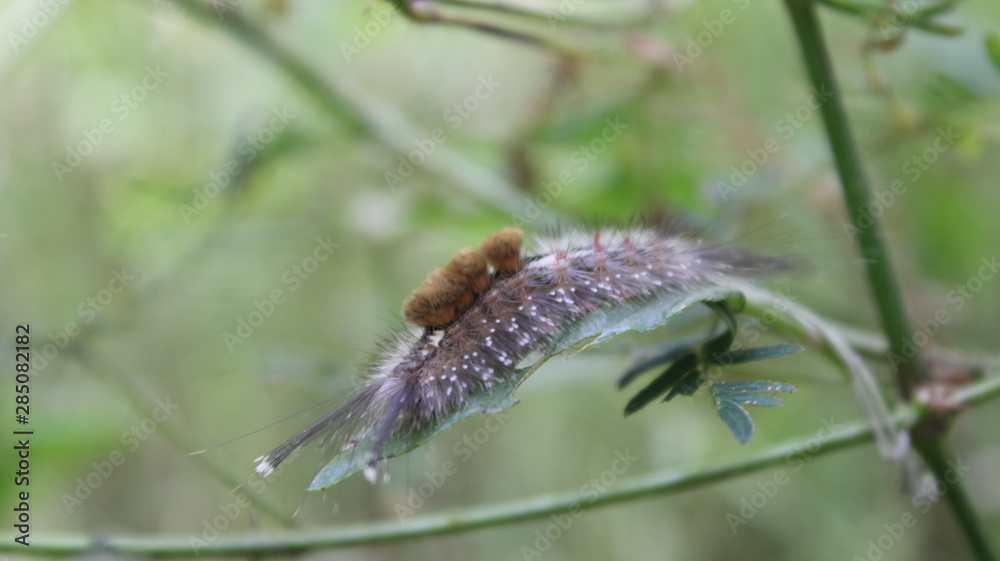 snail on a leaf