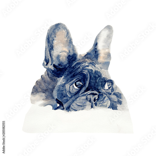 Bulldog watercolor isolated .French Bulldog on white background. Watercolor hand painted illustration of   French Bulldog.