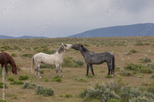 Wild Horse Stallions Sparring in the Utah Desert