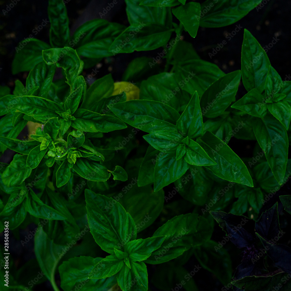 Natural environment contrast photo of  grass leaves basil flowers top view.