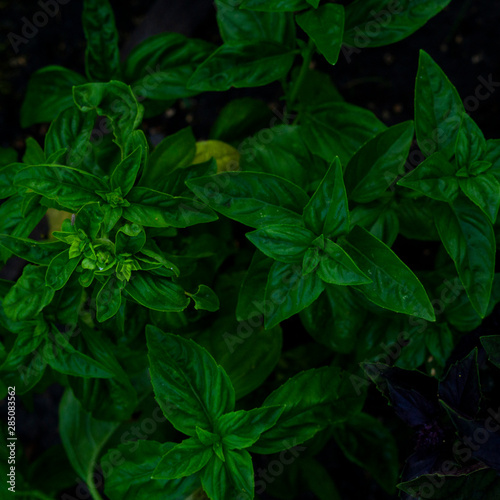 Natural environment contrast photo of grass leaves basil flowers top view.