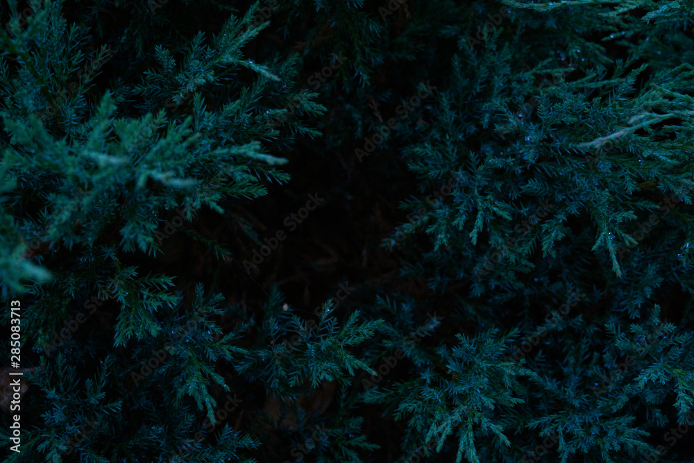 Natural environment contrast photo of pines spruce top view.