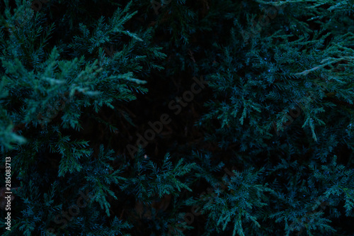Natural environment contrast photo of pines spruce top view. © Sasha_Brazhnik