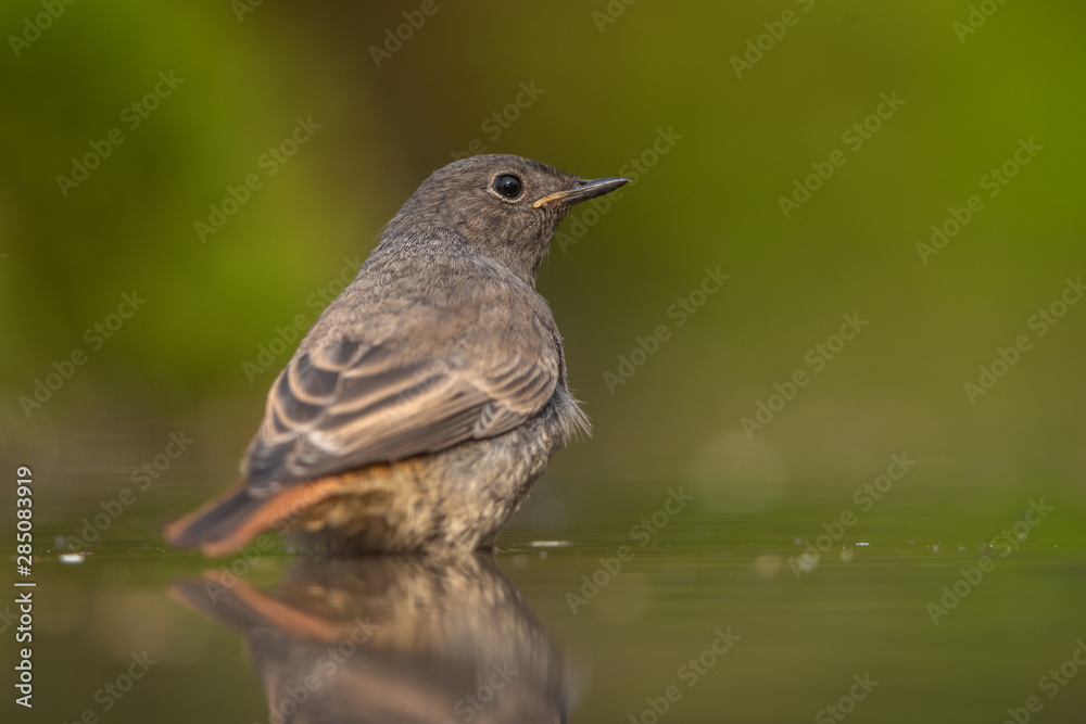 Black redstart bathing in natural environment Black redstart bathing in natural environment