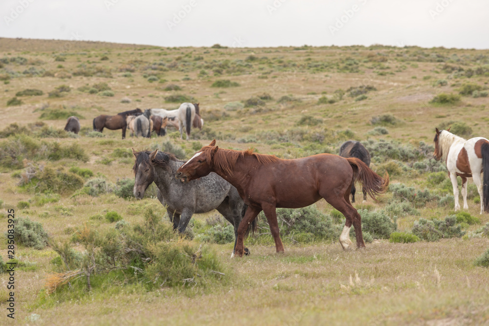 Wild Horse Stallions Sparring in the Utah Desert Wild Horse Stallions Sparring in the Utah Desert