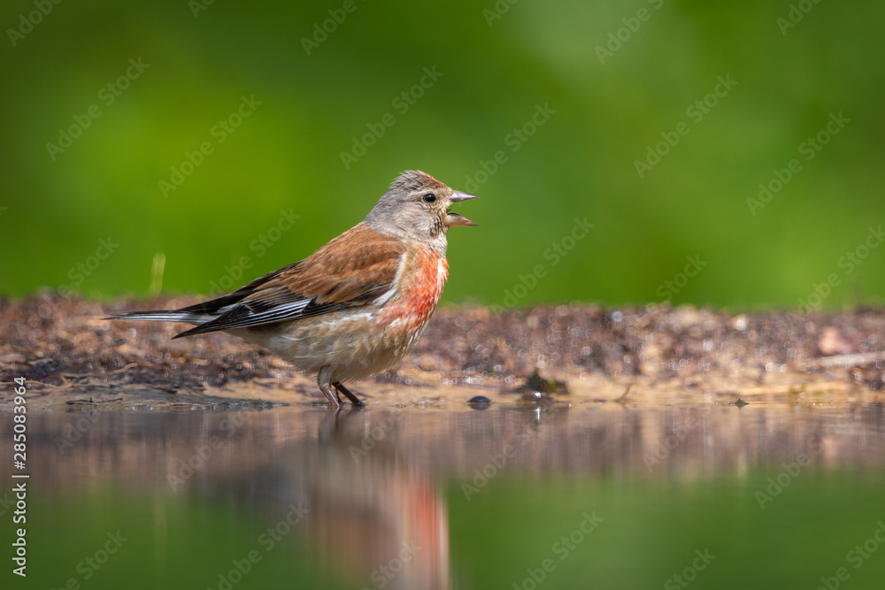 Common Linnet calling at the edge of the water Common Linnet calling at the edge of the water