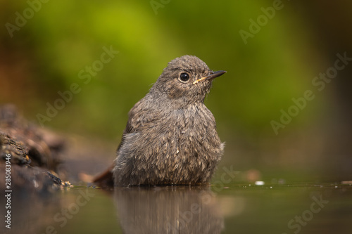 Black redstart bathing in natural environment