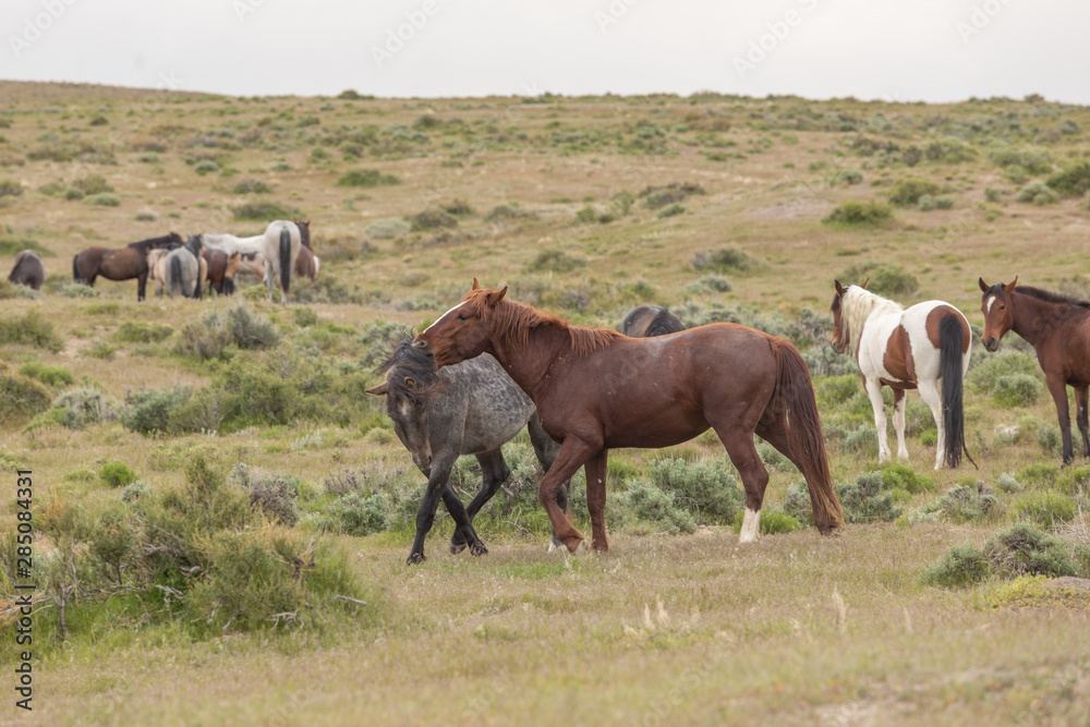 Wild Horse Stallions Sparring in the Utah Desert Wild Horse Stallions Sparring in the Utah Desert
