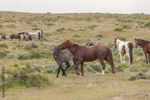 Wild Horse Stallions Sparring in the Utah Desert