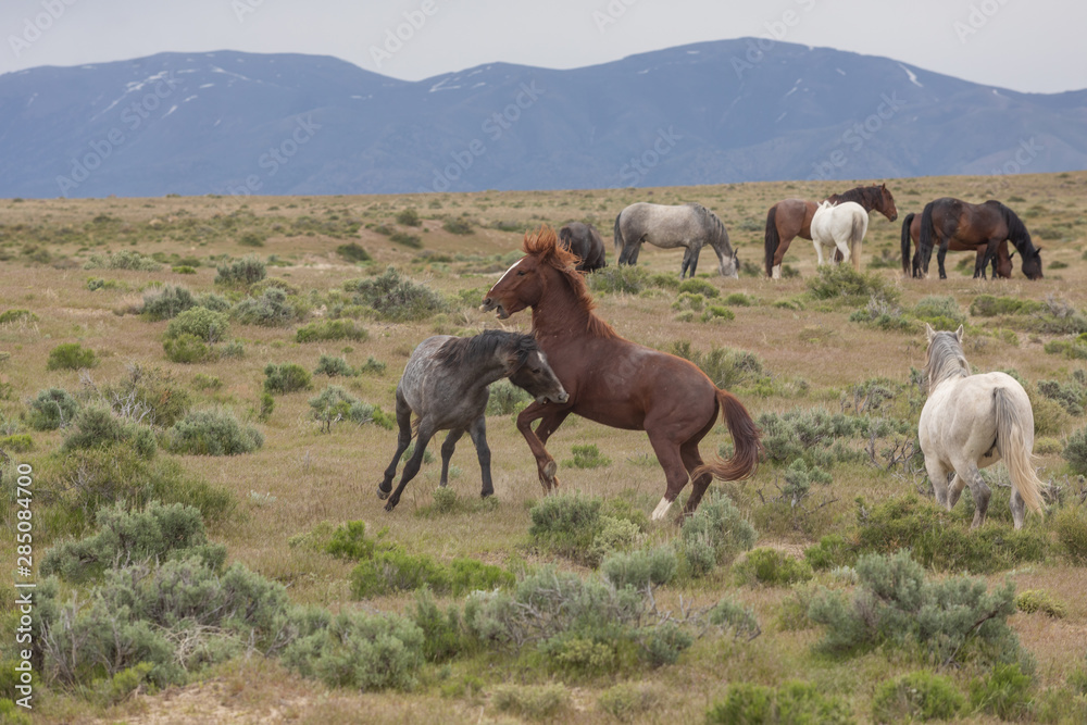 Obraz premium Wild Horse Stallions Sparring in the Utah Desert