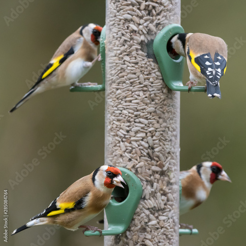 Four goldfinches seed feeder