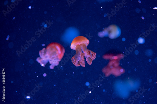 Multi-colored jellyfish swim against the backdrop of a dark blue sea
