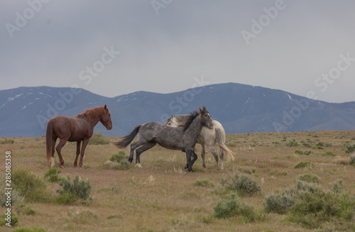 Wild Horse Stallions Sparring in the Utah Desert